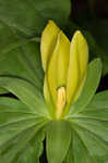 Yellow trillium